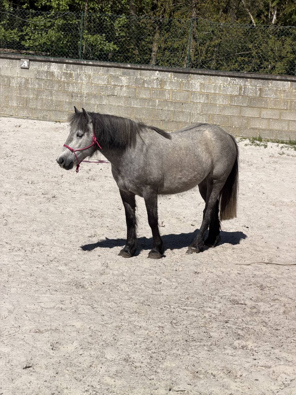 Highland Belgian Pony 