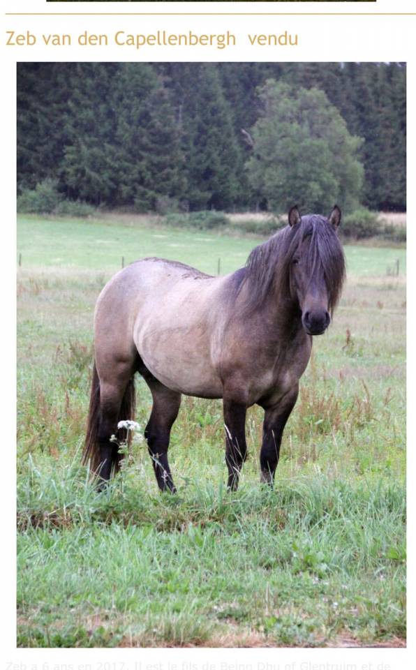 Highland Belgian Pony 