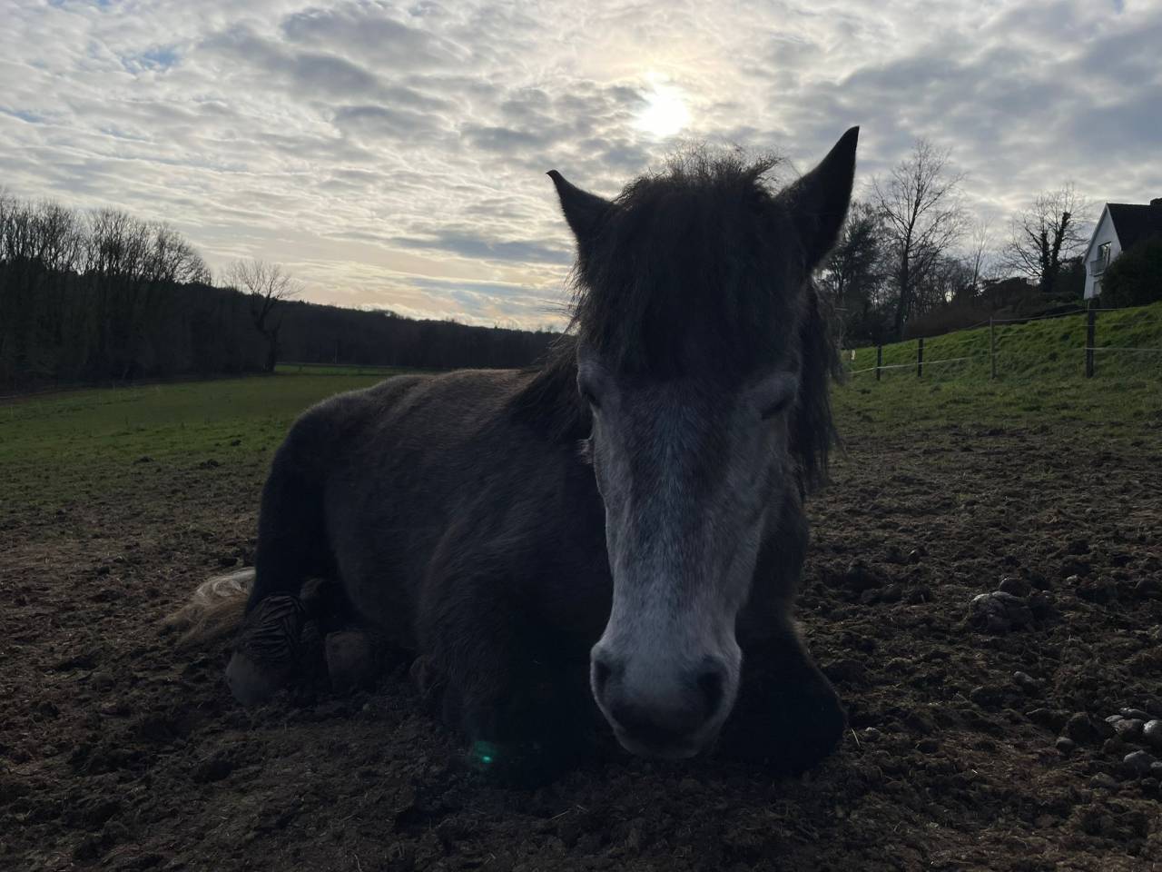 Highland Belgian Pony 