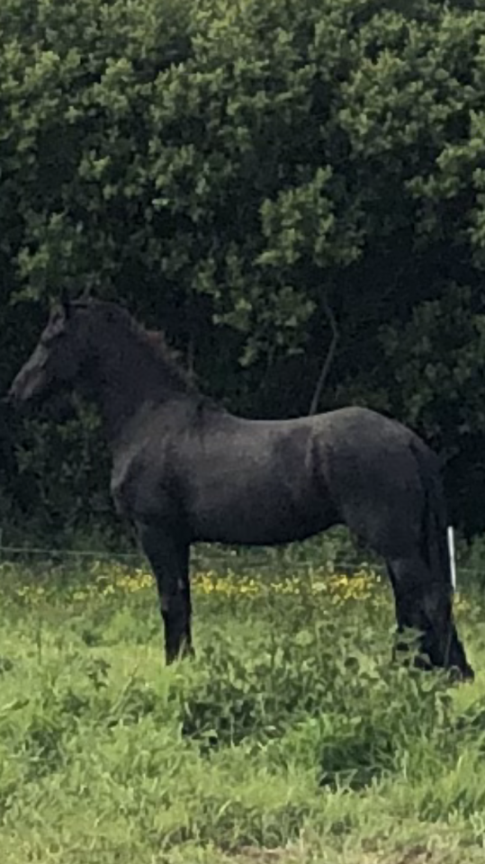 Poulain frison hongre 1 an PP