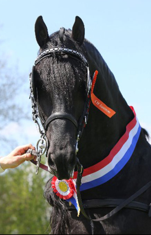Poulain frison hongre 1 an PP