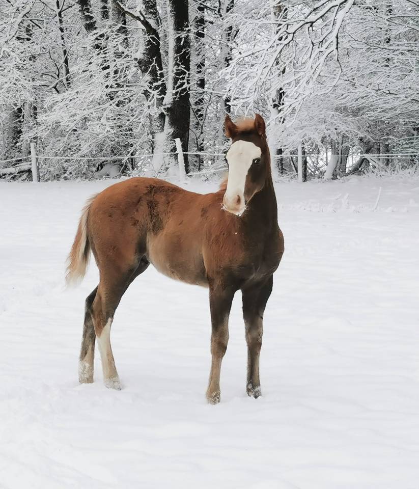 poulain Paint Horse 