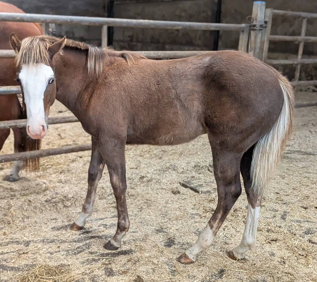 poulain Paint Horse 