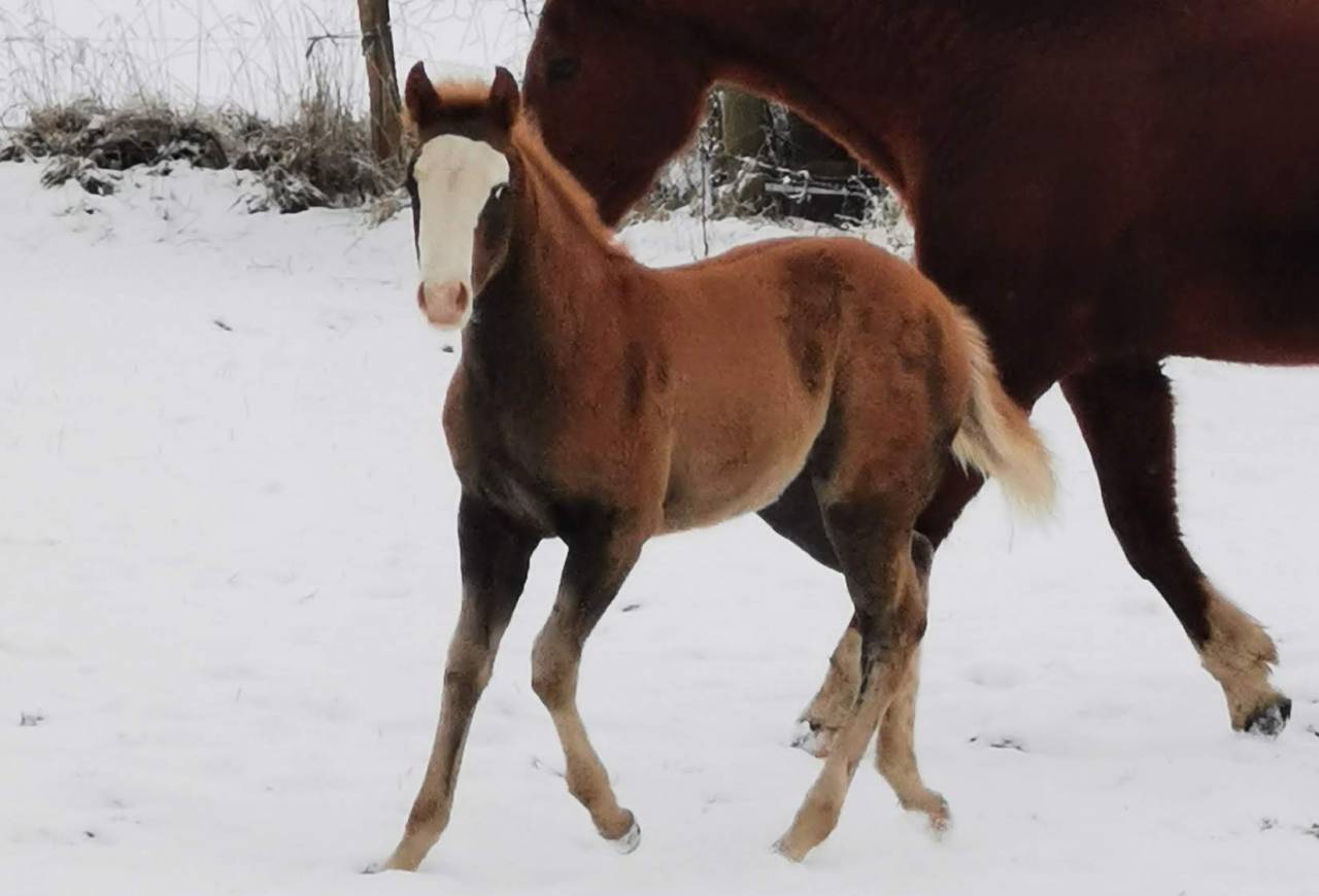 poulain Paint Horse 
