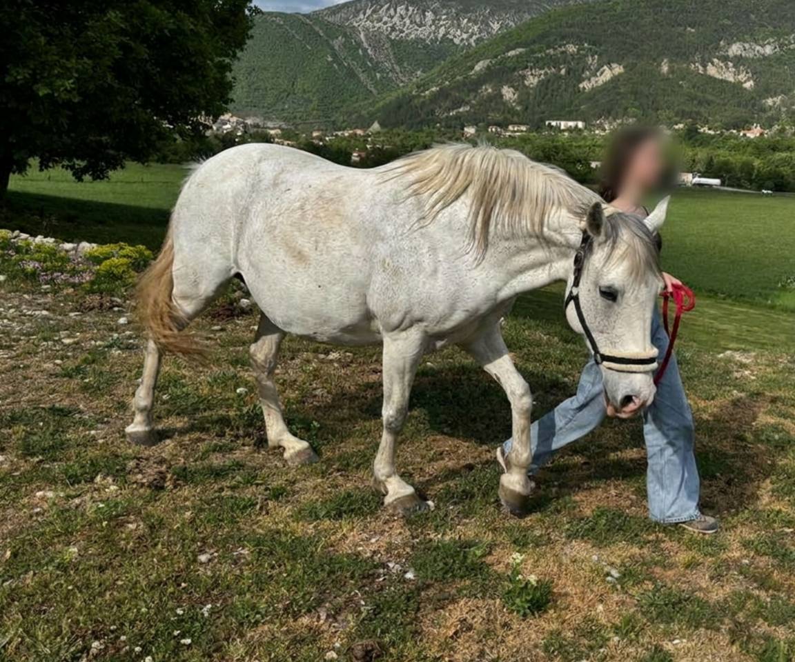 Jument Pur Sang Lusitanienne 11 ans