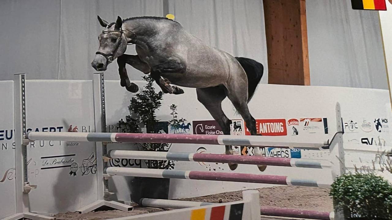 4 ans - Gros potentiel CSO - Chacco-white