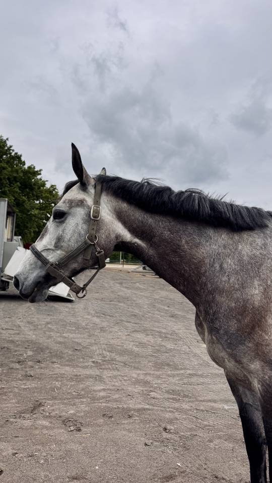 4 ans - Gros potentiel CSO - Chacco-white