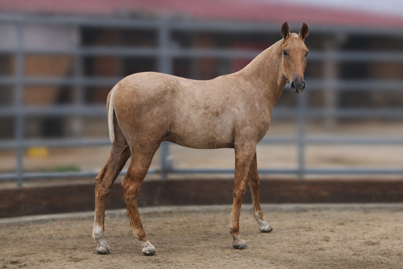 Pegaso de Alegria, un poulain exceptionnel.