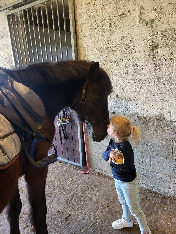 Hongre Autre Race de Poney A vendre 2022 Noir