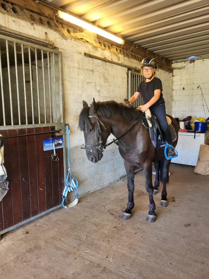 Hongre Autre Race de Poney A vendre 2022 Noir