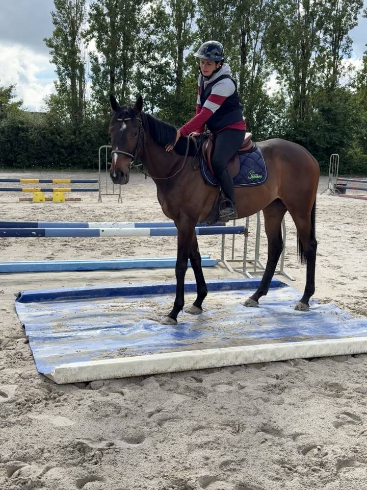 TOP JUMENT LOISIRS-BALADE-COMPETITION