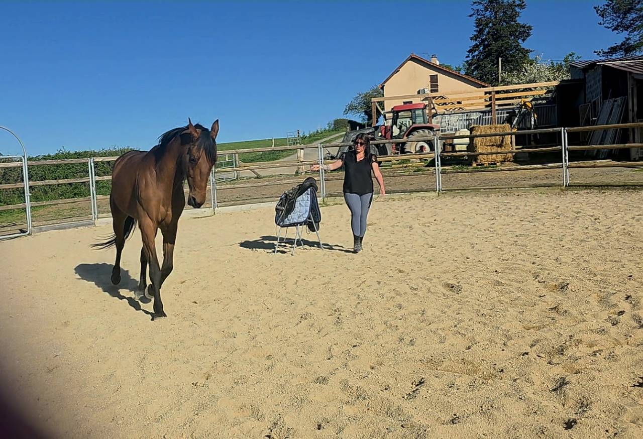 Cheval de balade et de dressage