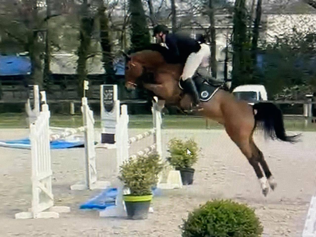 hongre selle fran&ccedil;ais 7 ans ogrion des champs cso