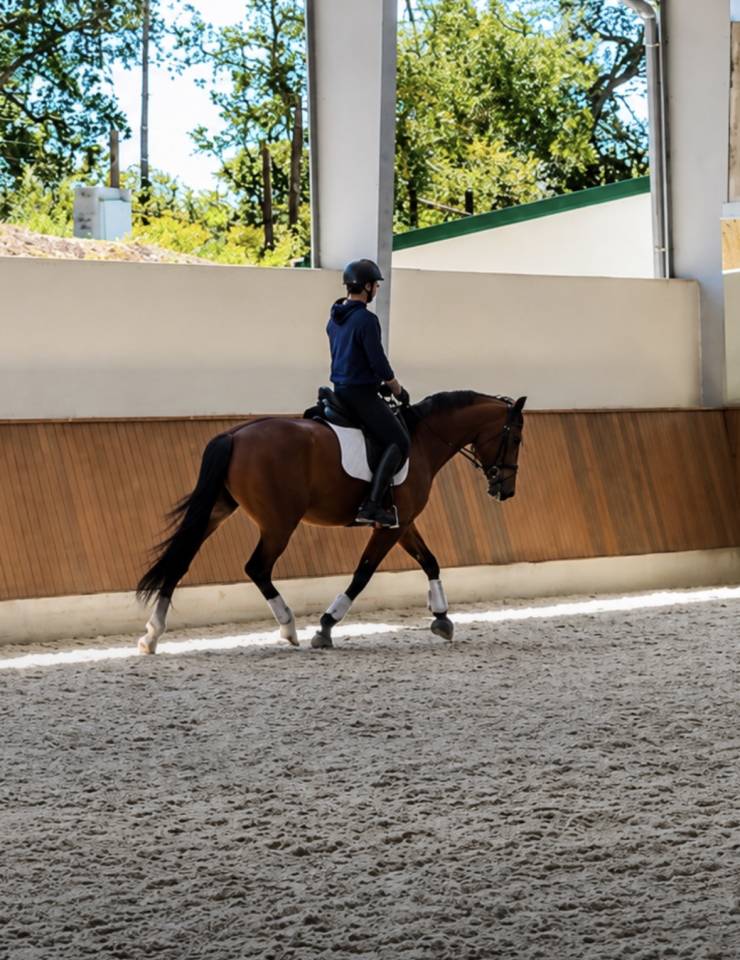 Jument -Luso Warmblood - 4 ans - Dressage - France