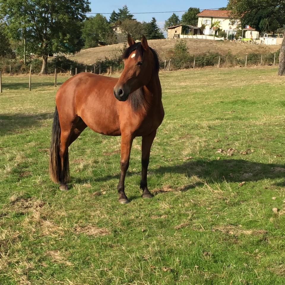A louer ponette PFS