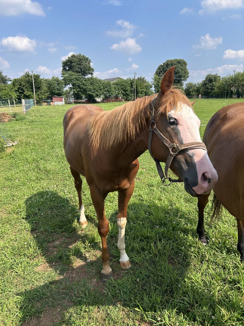 Entier Paint Horse A vendre 2024 Alezan