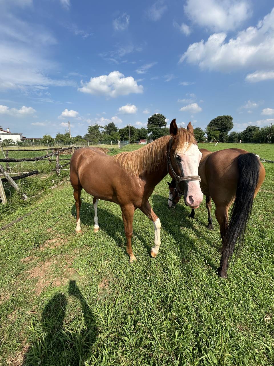 Entier Paint Horse A vendre 2024 Alezan