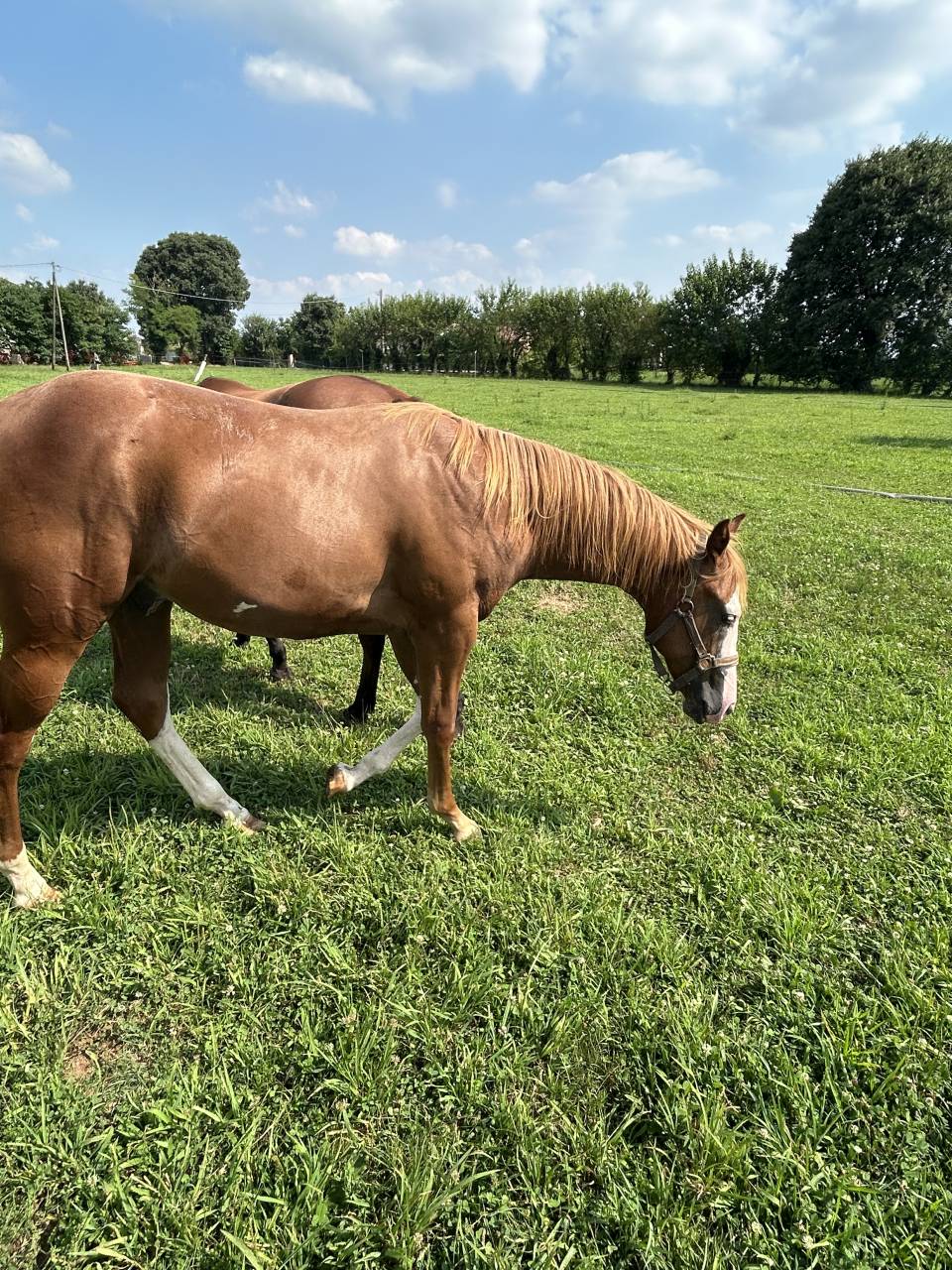 Entier Paint Horse A vendre 2024 Alezan