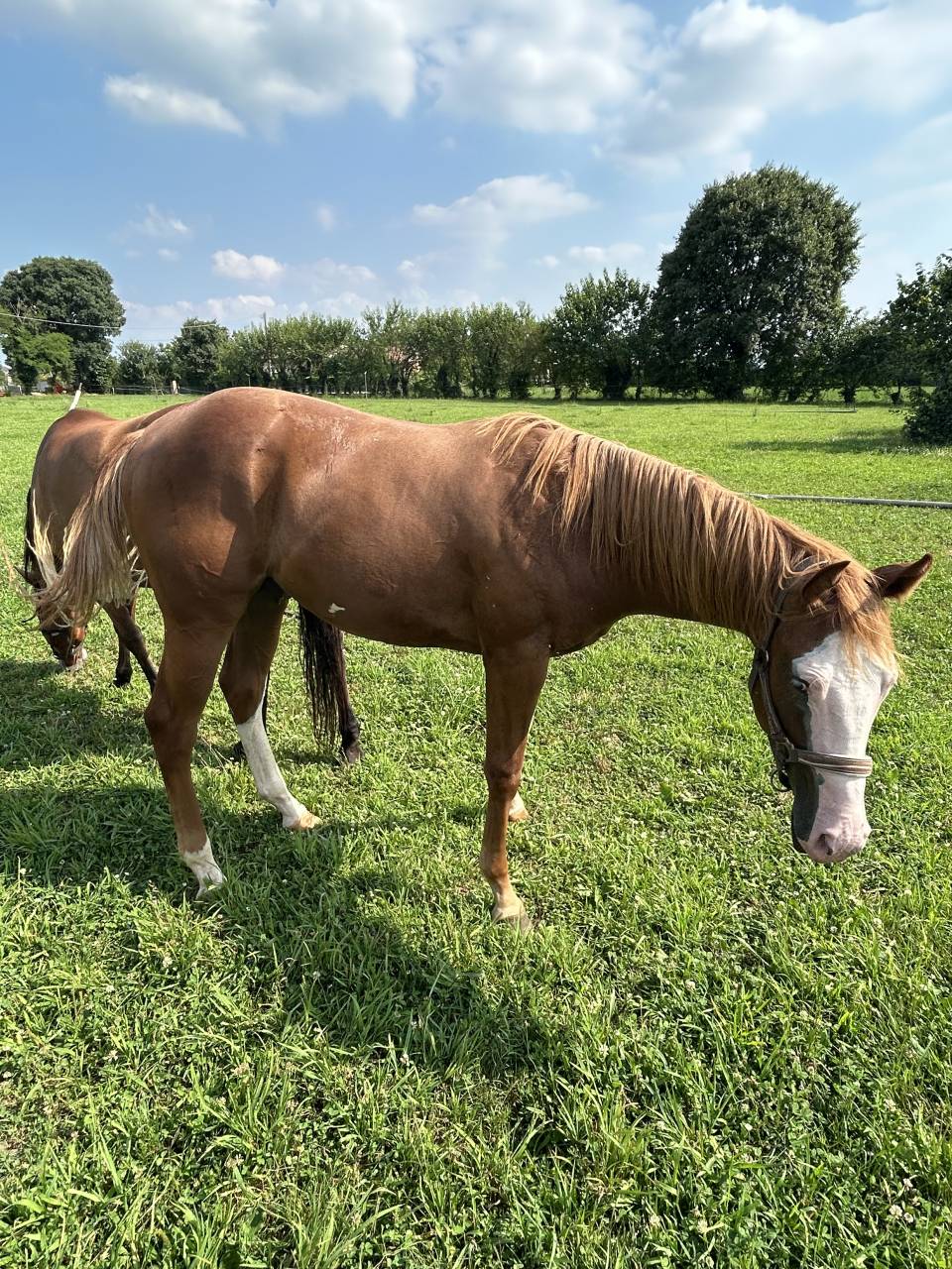 Entier Paint Horse A vendre 2024 Alezan