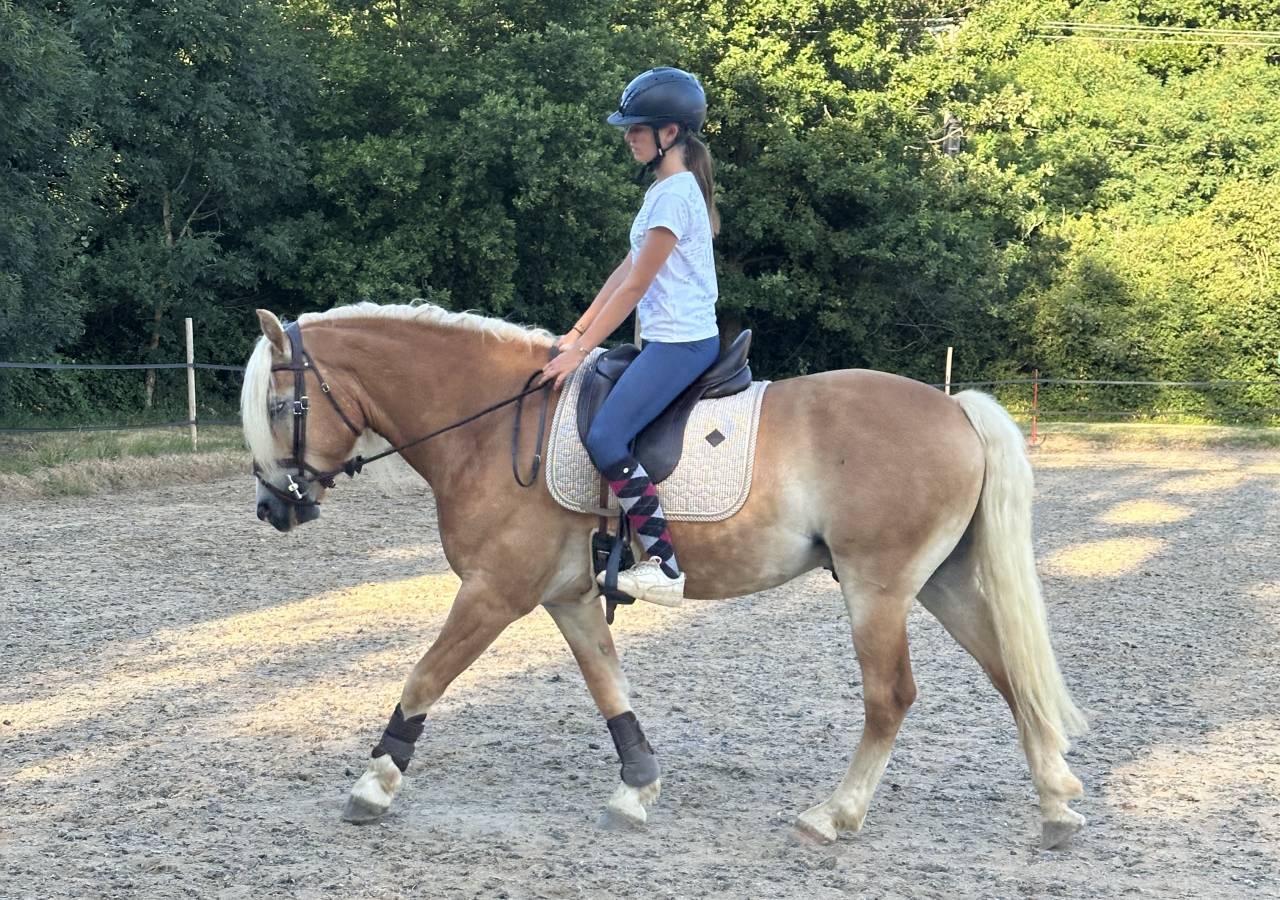 Hongre Haflinger 7 ans 