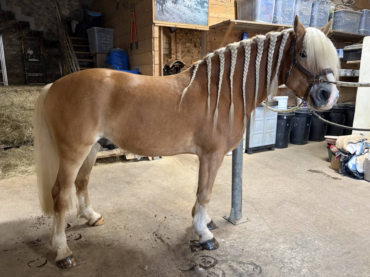 Hongre Haflinger 7 ans 