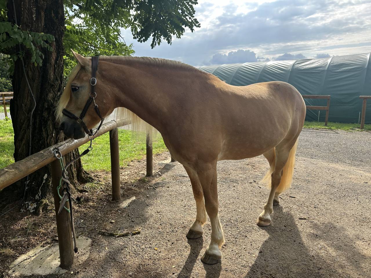 Hongre Haflinger 7 ans 