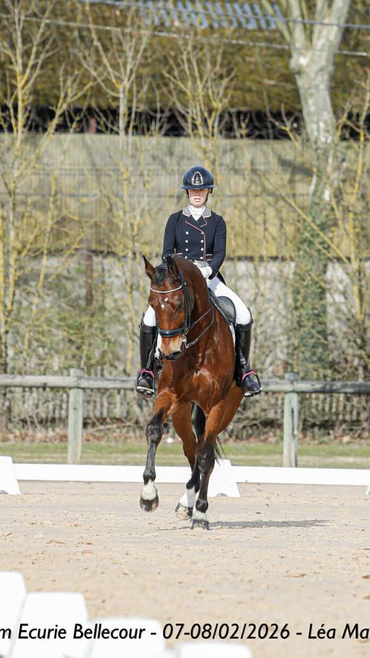 Hongre - BWP - 15 ans - Dressage / CDI YR - France