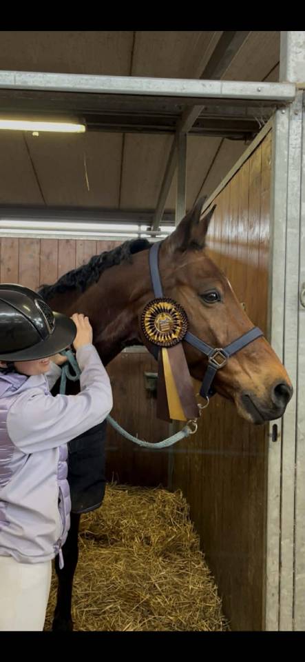 Hongre - BWP - 15 ans - Dressage / CDI YR - France