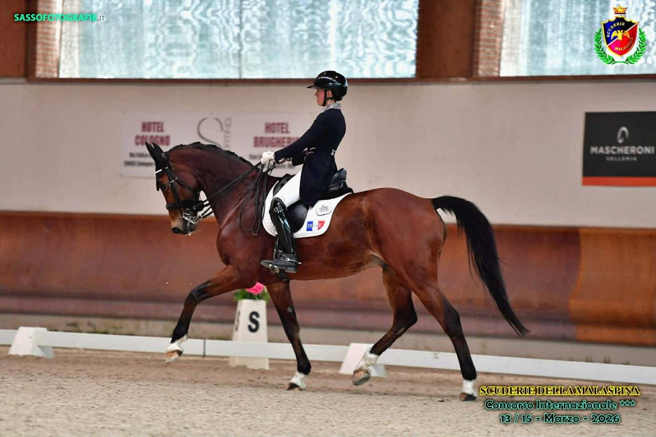 Hongre - BWP - 15 ans - Dressage / CDI YR - France
