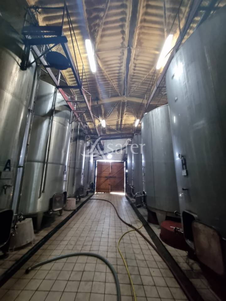 Exploitation &eacute;levage ovin et viticulture AOC Cahors sur 83 ha