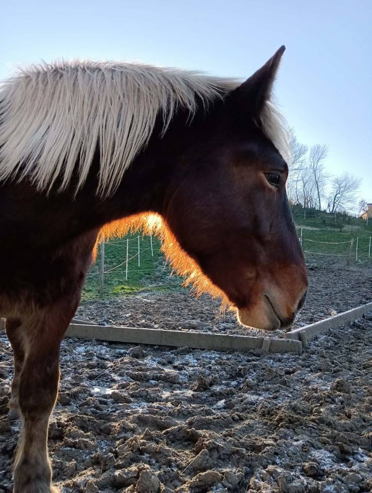 Trait comtois de 4ans