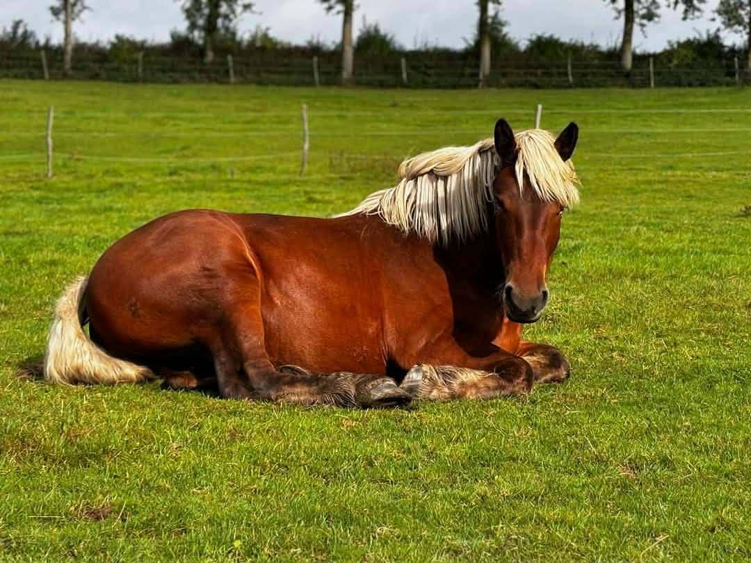 Trait comtois de 4ans