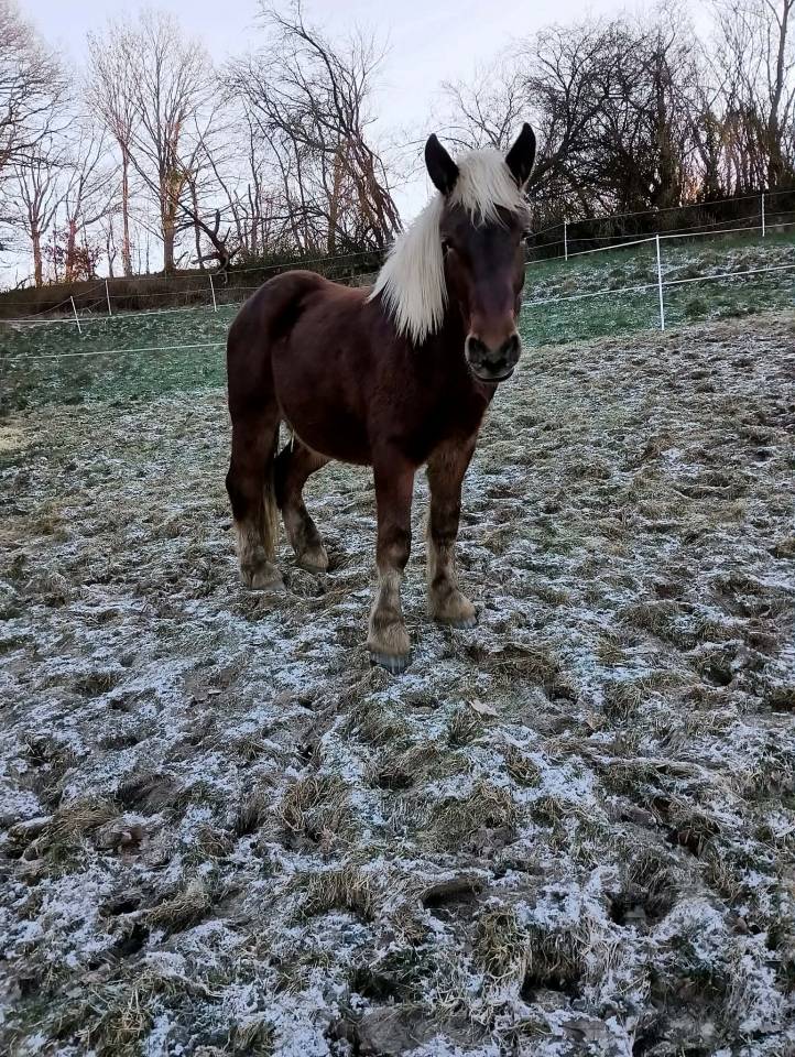 Trait comtois de 4ans