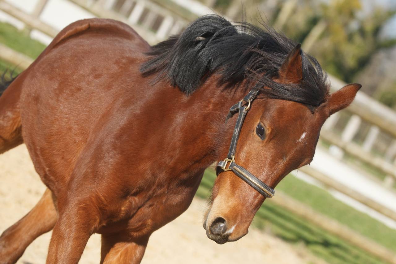 Ponette New forest taille D 2 ans 