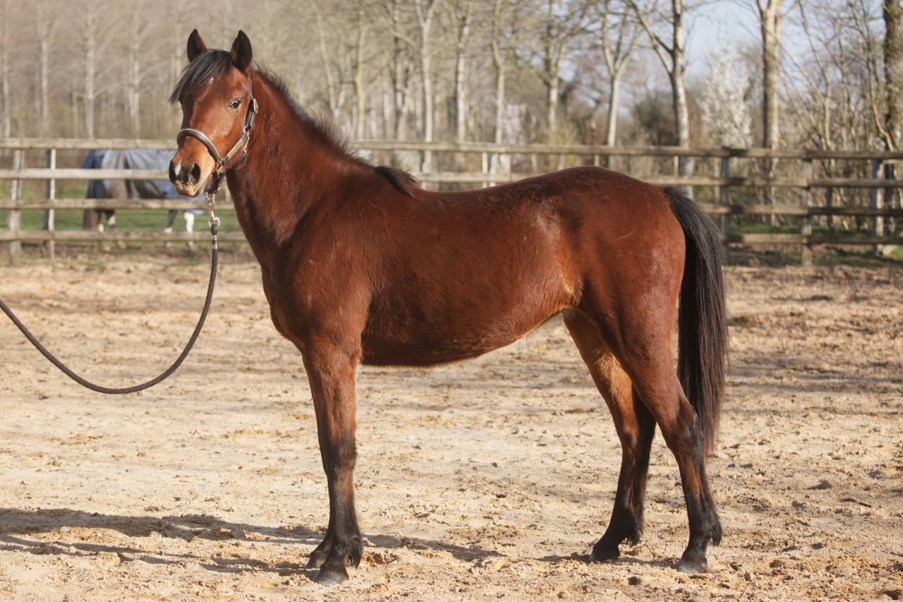 Ponette New forest taille D 2 ans 