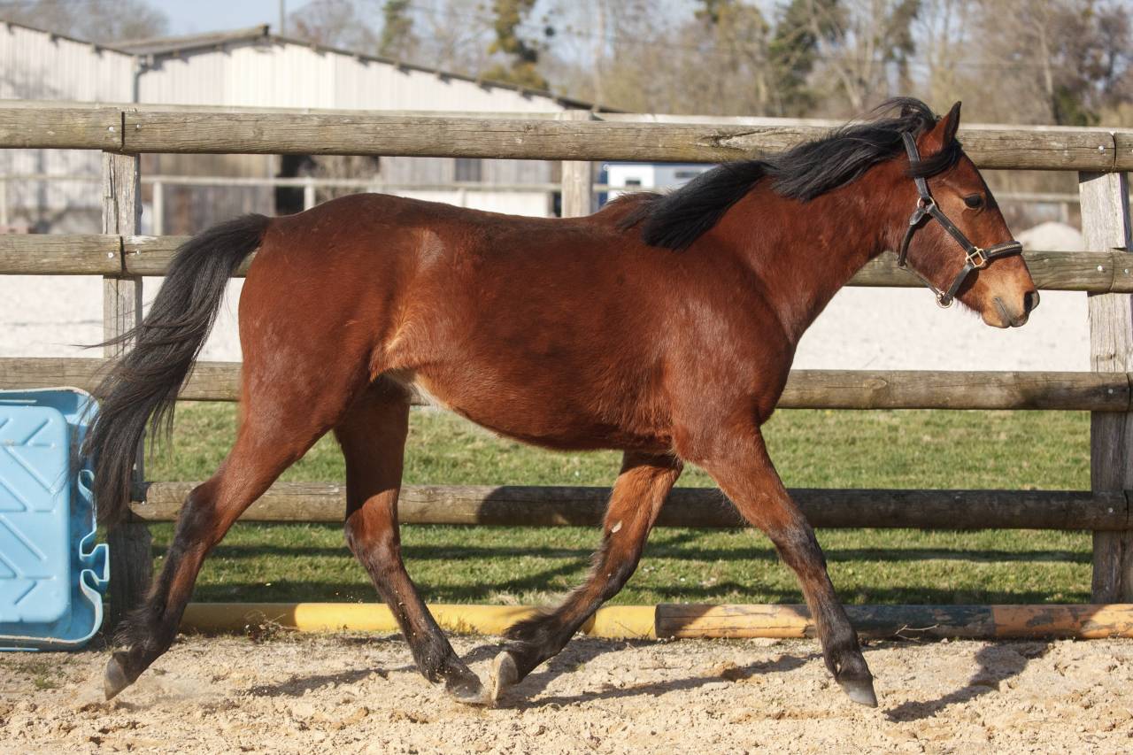 Ponette New forest taille D 2 ans 