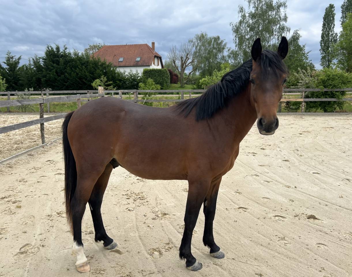 Poney D 2 ans 