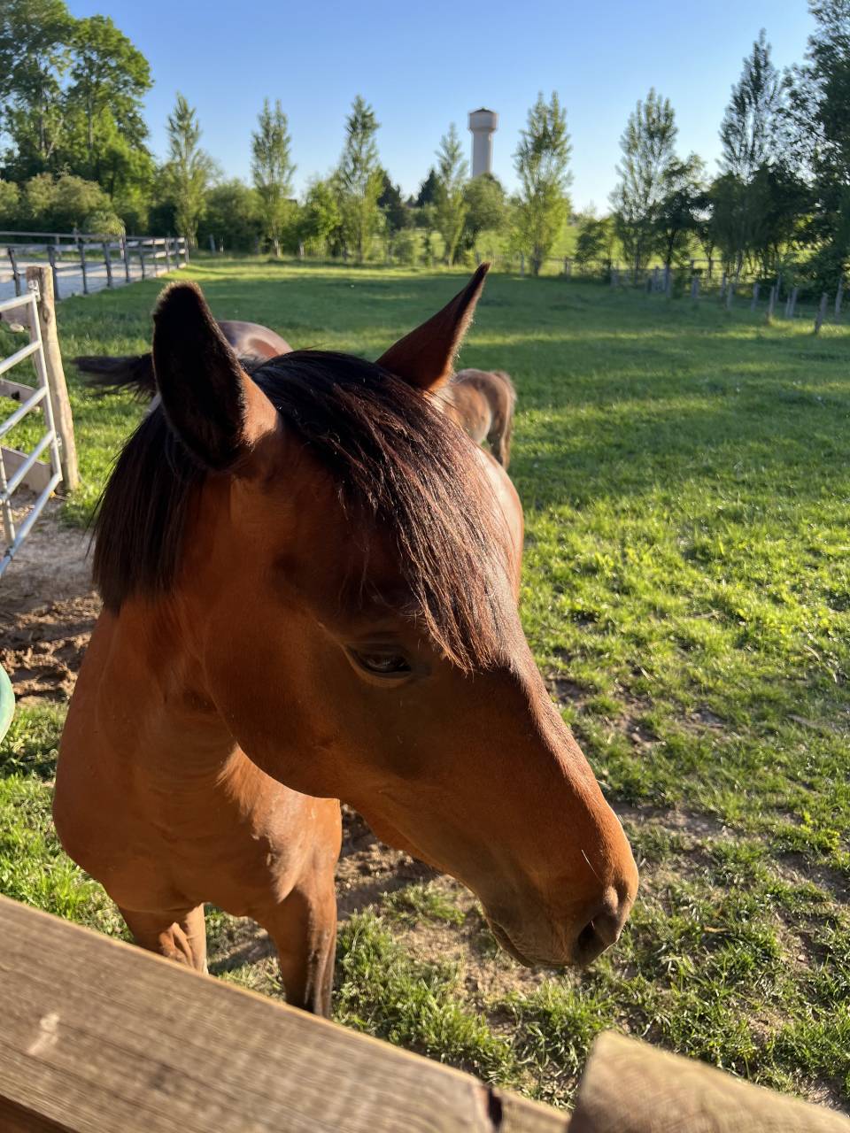 Poney D 2 ans 