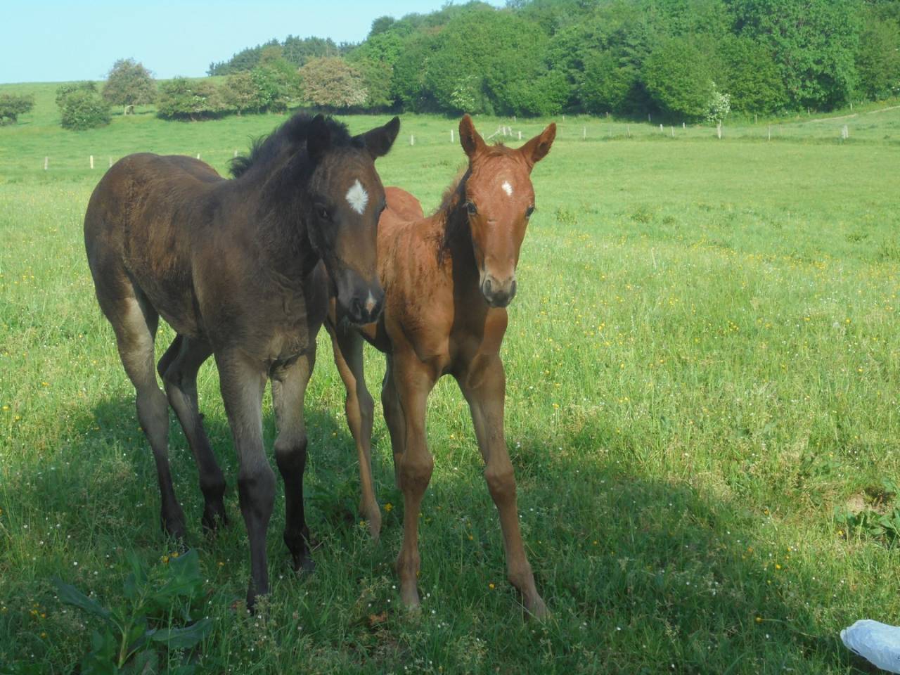 2 pouliches