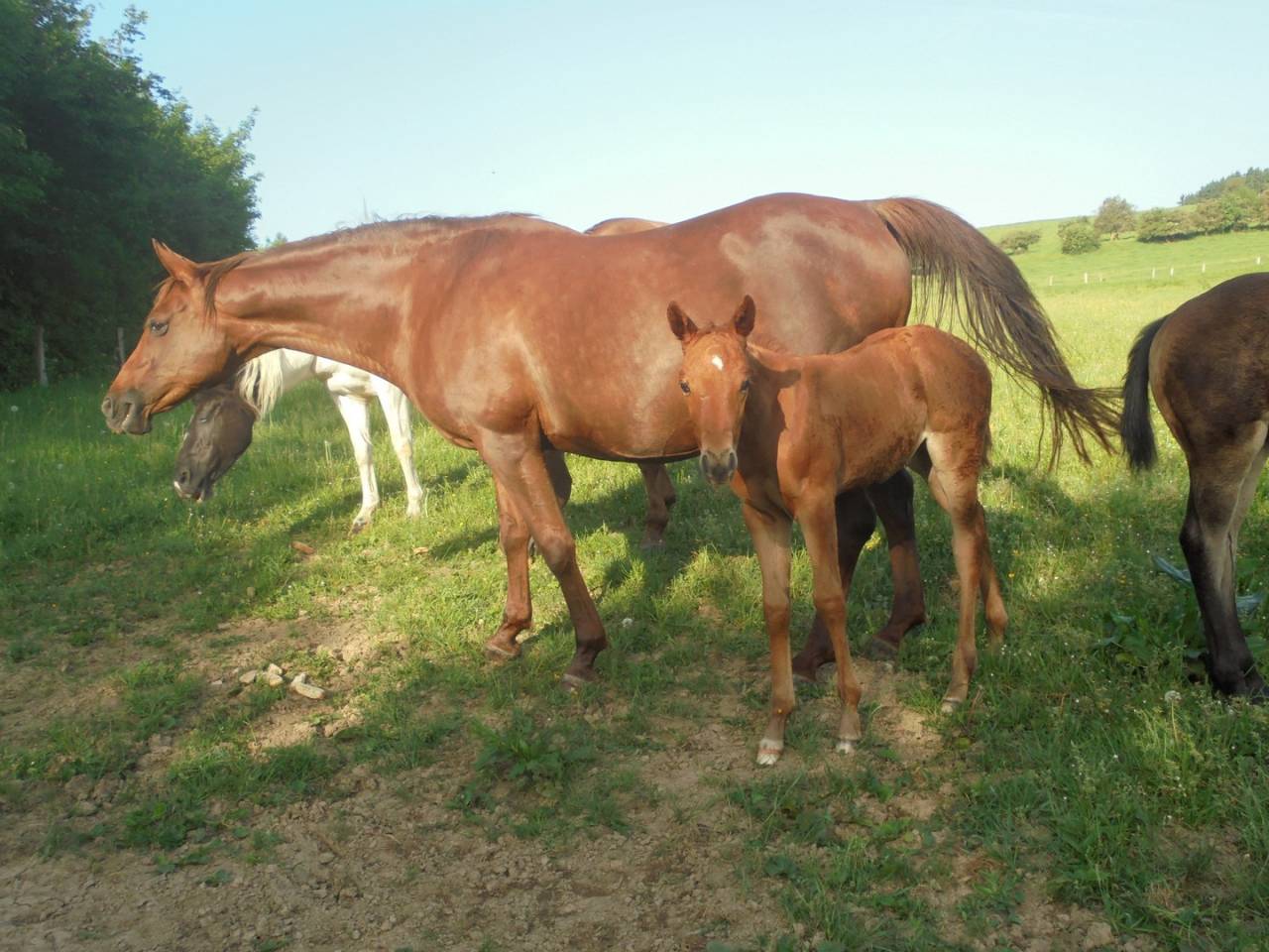 2 pouliches