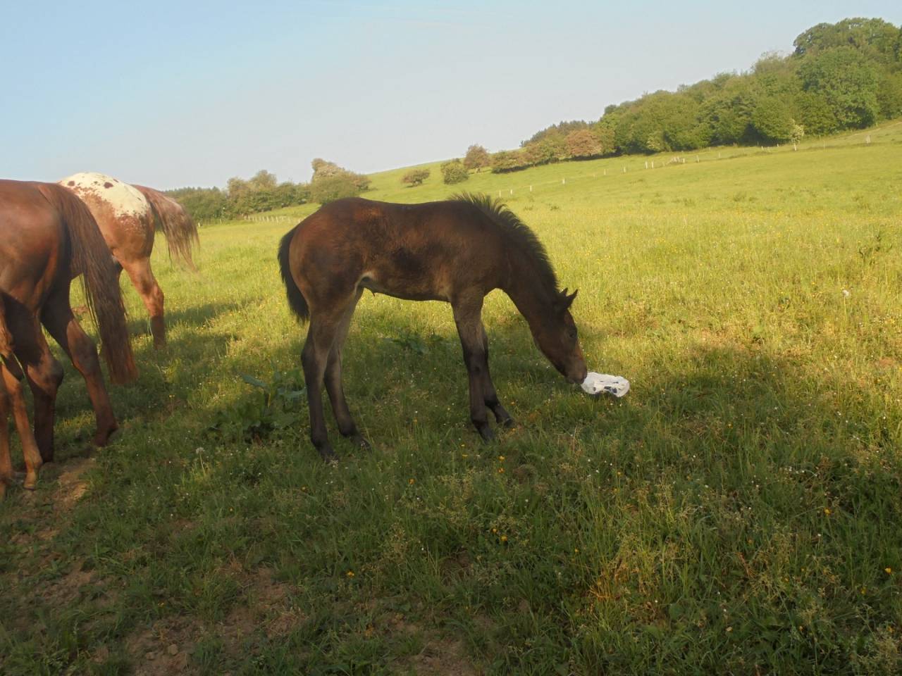 2 pouliches