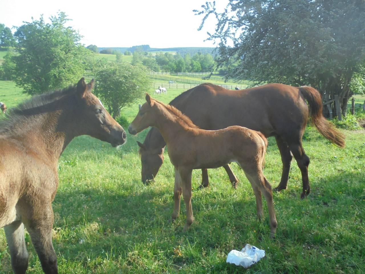 2 pouliches