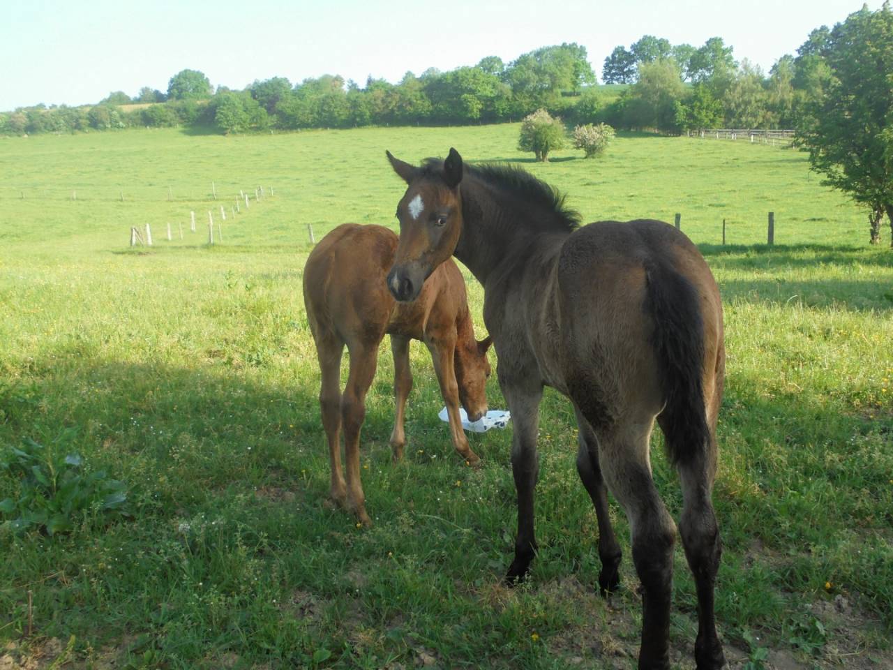 2 pouliches