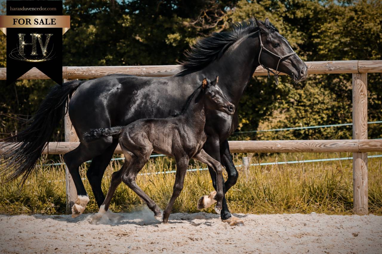 Pouliche kwpn dressage 