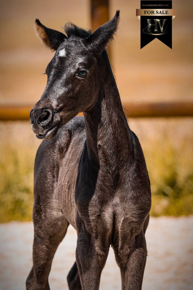 Pouliche kwpn dressage 