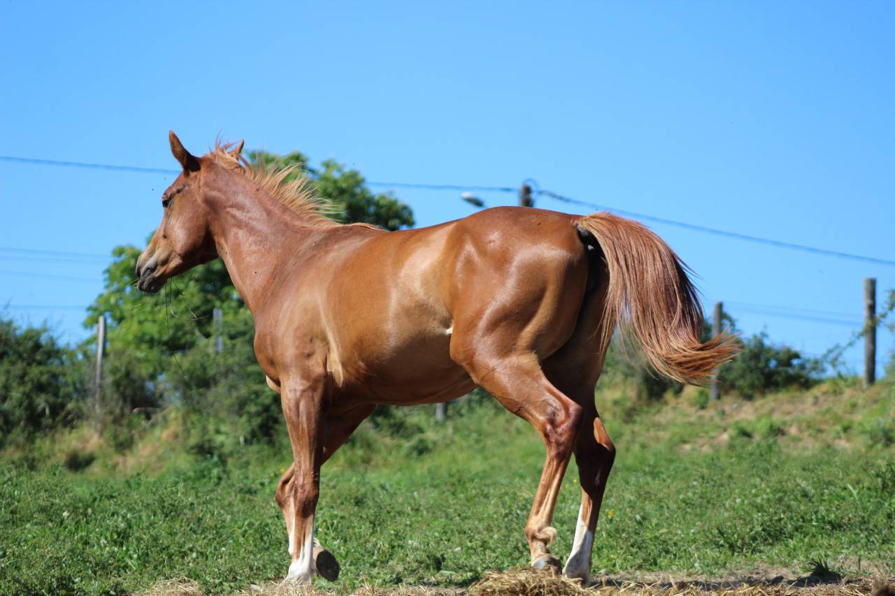 Pouliche arabo-paint 