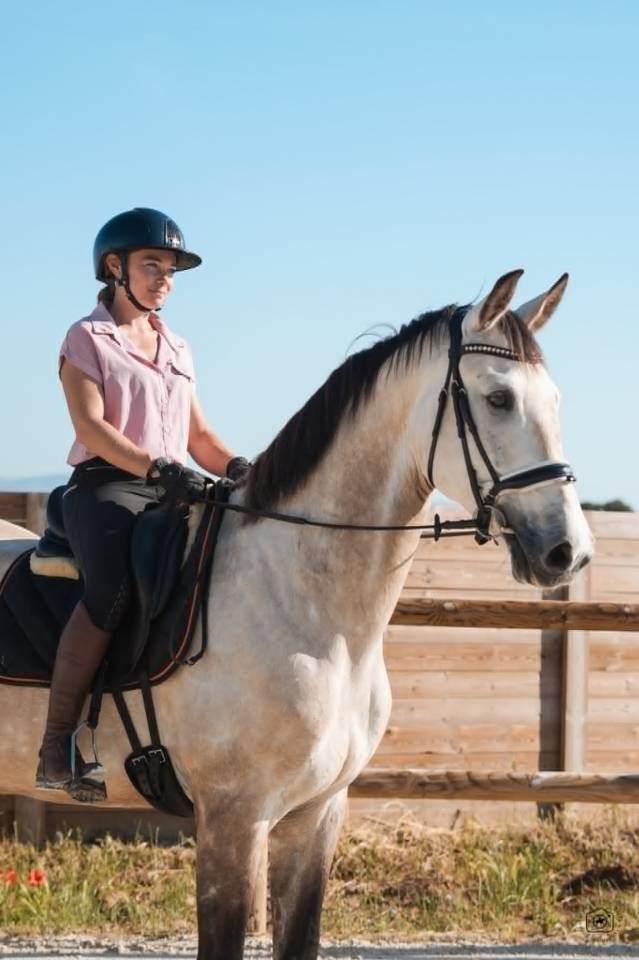 Hongre - KWPN - 7 ans - Dressage / Amateur - France