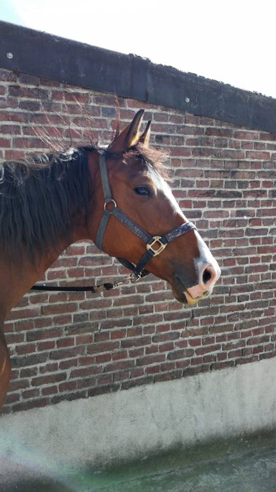 A vendre jument SBS de 8 ans 