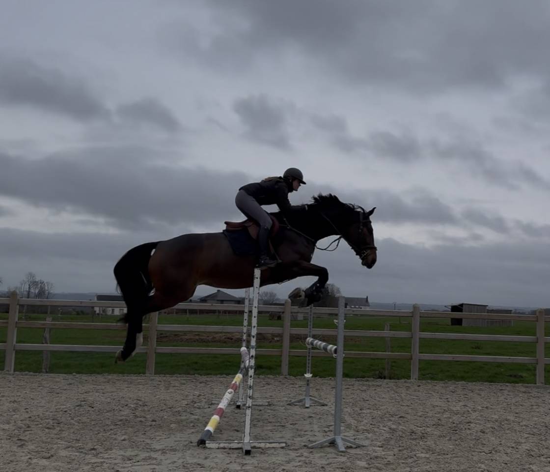&Agrave; vendre, cheval SBS de 5ans 