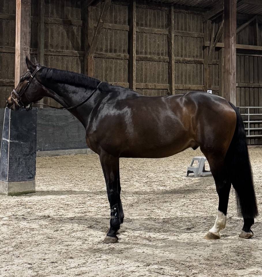 &Agrave; vendre, cheval SBS de 5ans 